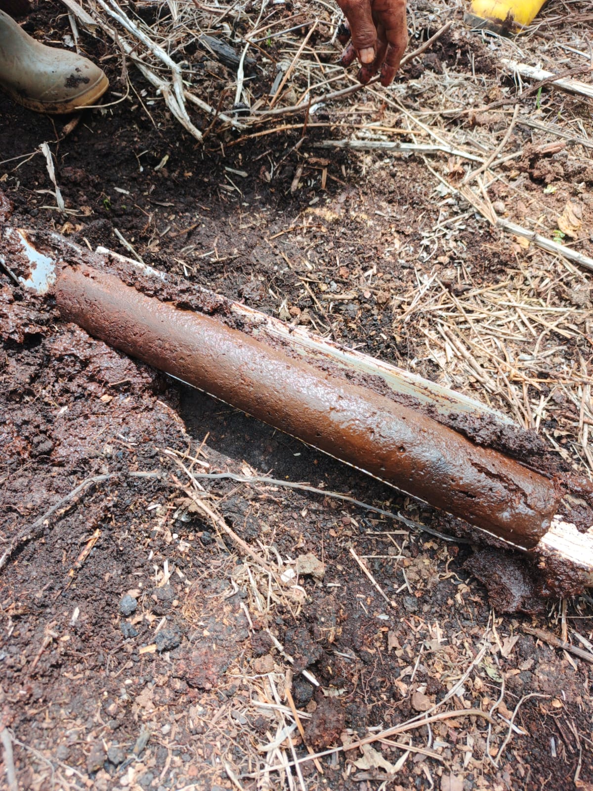 Peat soil sample